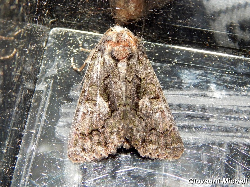 Noctuidae1 da ID